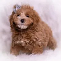 Teeko, a male Maltipoo for sale in Warsaw, IN – 3 of 6