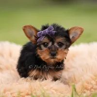 Candy, a female Yorkshire Terrier for sale in Warsaw, IN – 5 of 5