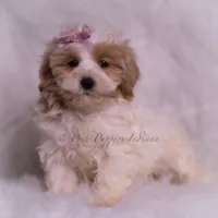 Willow, a female Maltipoo for sale in Warsaw, IN – 4 of 6