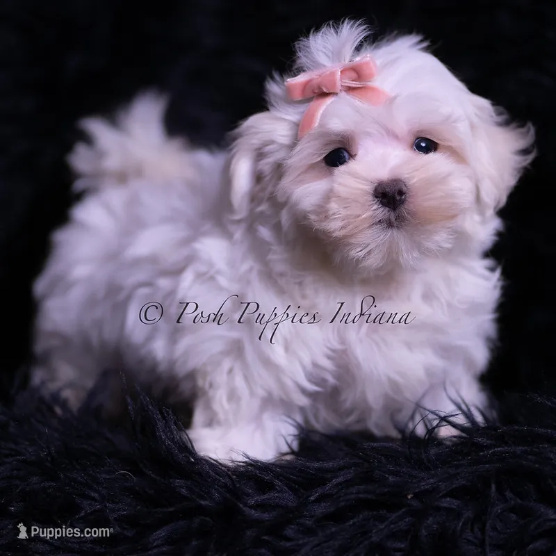 Zander – Maltese puppy for sale in Warsaw, IN