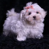 Zander, a male Maltese for sale in Warsaw, IN – 1 of 4