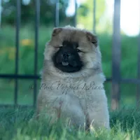 Beast, a male Chow Chow for sale in Warsaw, IN – 4 of 10