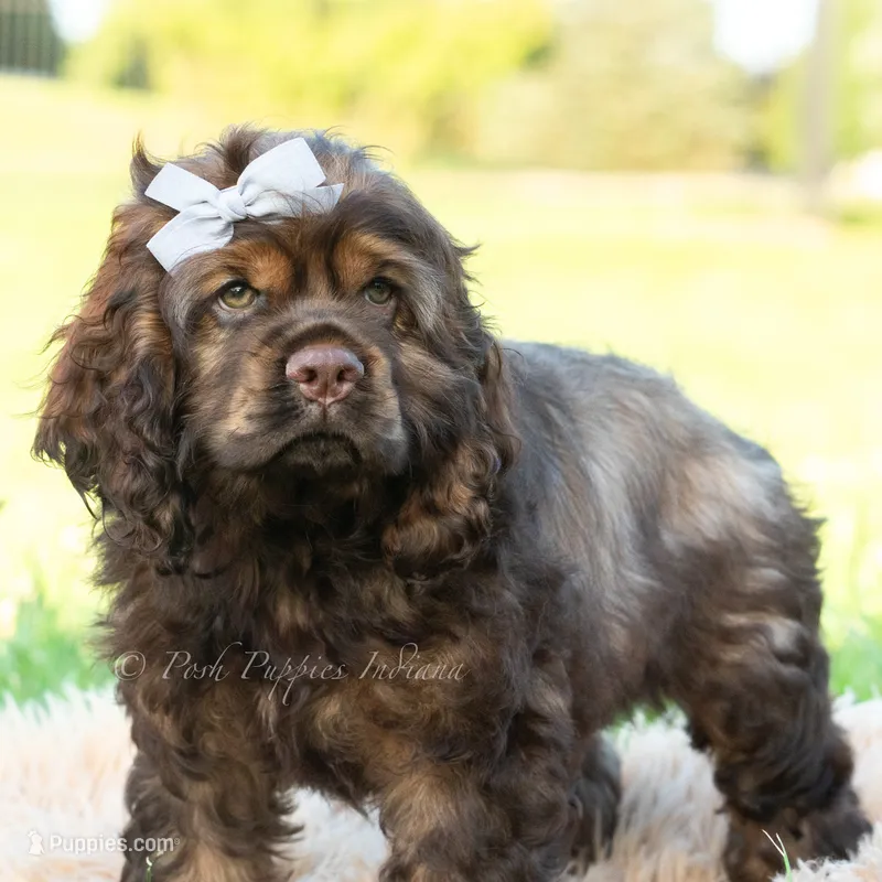 Morningstar – Cocker Spaniel puppy for sale in Warsaw, IN