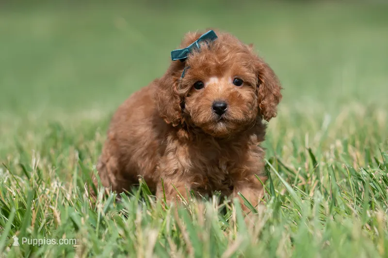 Putt Putt F1 – Maltipoo puppy for sale in Warsaw, IN