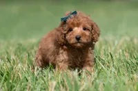Putt Putt F1, a male Maltipoo for sale in Warsaw, IN – 1 of 10