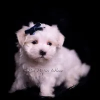 tatertot, a male Maltese for sale in Warsaw, IN – 7 of 10