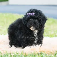 Paisley, a female Poodle - Toy  for sale in Warsaw, IN – 6 of 6