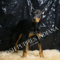 AKC Euro Natasha CLEAR HEALTH, a female Doberman Pinscher for sale in Warsaw, IN – Photo 3 of 6