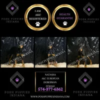 AKC Euro Natasha CLEAR HEALTH, a female Doberman Pinscher for sale in Warsaw, IN – Photo 4 of 6