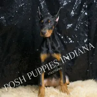 AKC Euro Natasha CLEAR HEALTH, a female Doberman Pinscher for sale in Warsaw, IN – Photo 2 of 6