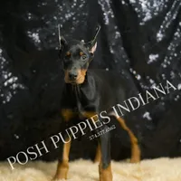 AKC Euro Natasha CLEAR HEALTH, a female Doberman Pinscher for sale in Warsaw, IN – Photo 1 of 6
