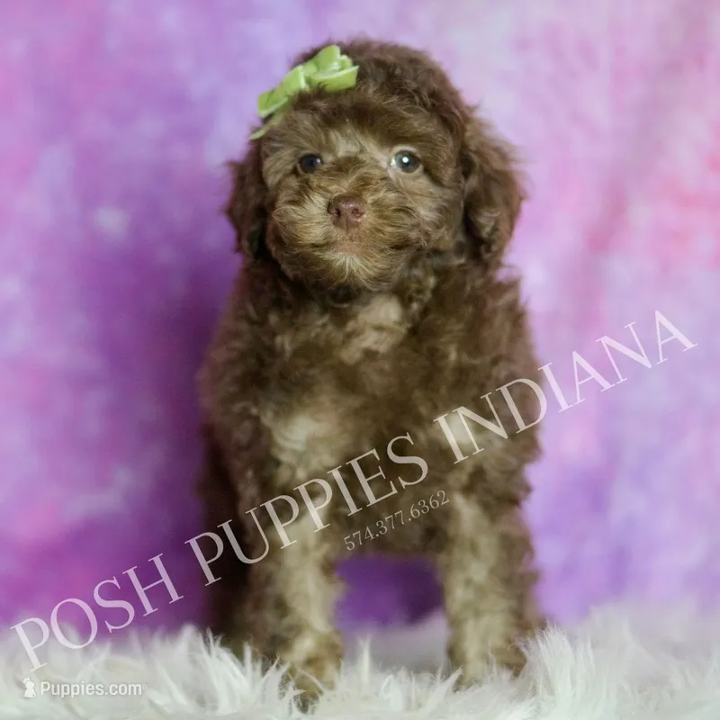 dillie – Poodle - Toy  puppy for sale in Warsaw, IN