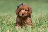 Putt Putt F1, a male Maltipoo for sale in Warsaw, IN – 4 of 10