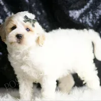 Cedar, a male Maltipoo for sale in Warsaw, IN – Photo 5 of 5