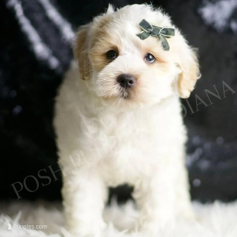 Cedar – Maltipoo puppy for sale in Warsaw, IN