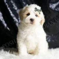 Cedar, a male Maltipoo for sale in Warsaw, IN – Photo 3 of 5