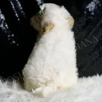 Cedar, a male Maltipoo for sale in Warsaw, IN – Photo 2 of 5