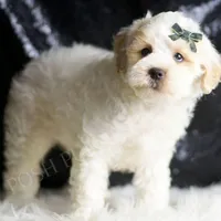 Cedar, a male Maltipoo for sale in Warsaw, IN – Photo 4 of 5