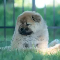 Meesha, a female Chow Chow for sale in Warsaw, IN – 6 of 10