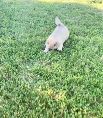 Vision, a male Chow Chow for sale in Warsaw, IN – 8 of 8