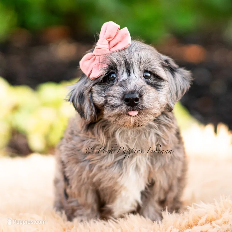 Gucci – Yorkshire Terrier, Poodle - Toy  puppy for sale in Warsaw, IN