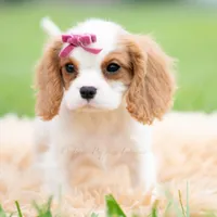 Maggie UABR, a female Cavalier King Charles Spaniel for sale in Warsaw, IN – 4 of 6