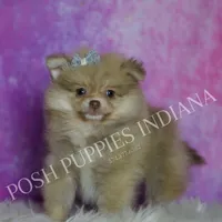 AKC Snuggles, a male Pomeranian for sale in Warsaw, IN – Photo 6 of 6
