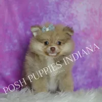 AKC Snuggles, a male Pomeranian for sale in Warsaw, IN – Photo 1 of 6