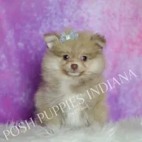 AKC Snuggles, a male Pomeranian for sale in Warsaw, IN – Photo 3 of 6