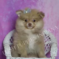 AKC Snuggles, a male Pomeranian for sale in Warsaw, IN – Photo 4 of 6