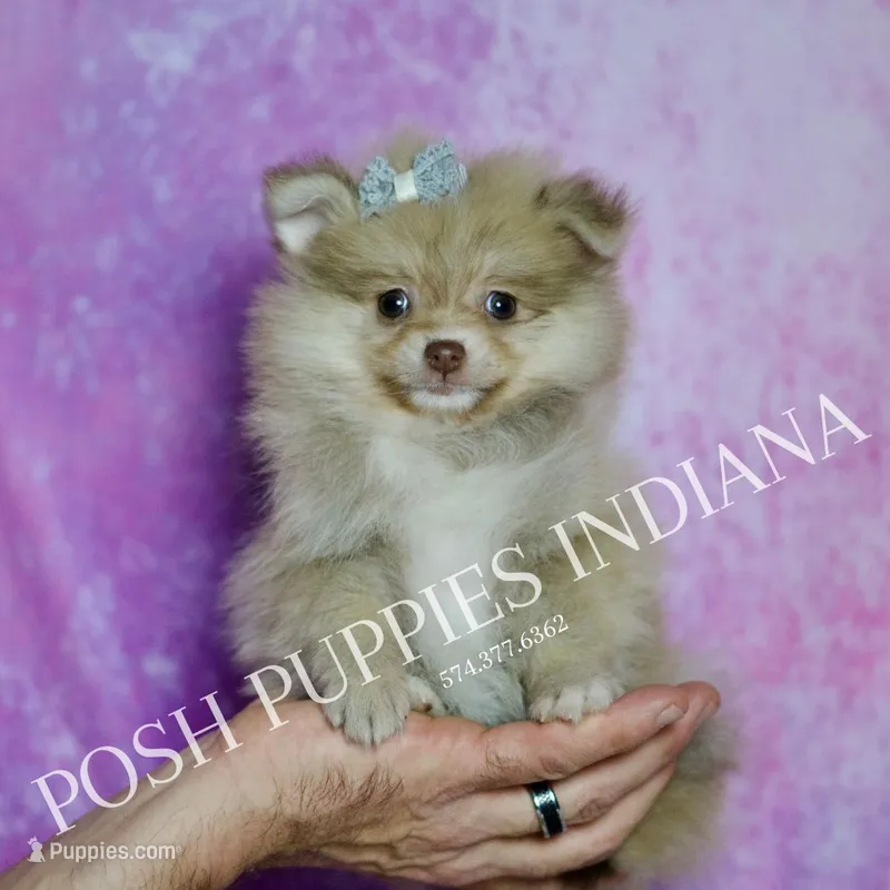 AKC Snuggles – Pomeranian puppy for sale in Warsaw, IN