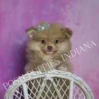 AKC Snuggles, a male Pomeranian for sale in Warsaw, IN – Photo 5 of 6