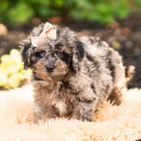 Mossmallow, a male Maltipoo for sale in Warsaw, IN – 4 of 6