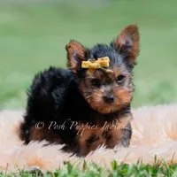 Copper, a male Yorkshire Terrier for sale in Warsaw, IN – 4 of 6