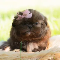 clementine, a female Shih Tzu for sale in Warsaw, IN – 3 of 6