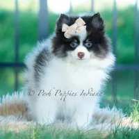 Nutella , a male Pomeranian for sale in Warsaw, IN – 1 of 7