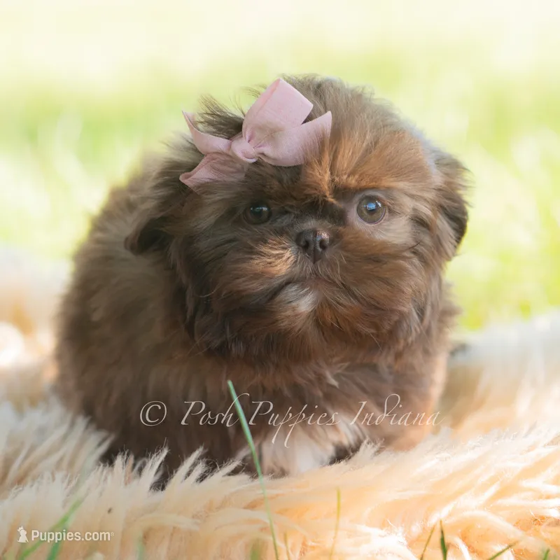clementine – Shih Tzu puppy for sale in Warsaw, IN