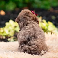 Willy wonka, a male Yorkshire Terrier and Poodle - Toy  for sale in Warsaw, IN – 8 of 8