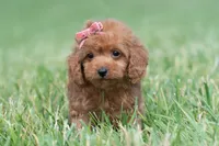 Cupcake F1, a female Maltipoo for sale in Warsaw, IN – 9 of 10