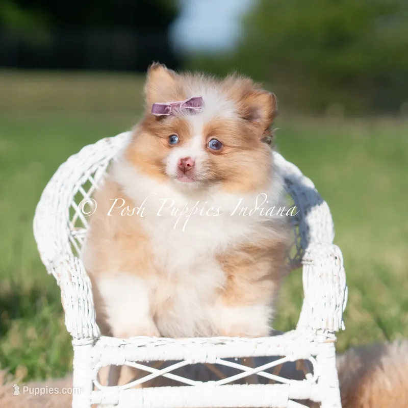 Margo AKC – Pomeranian puppy for sale in Warsaw, IN