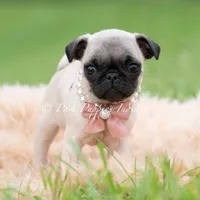 Lovebug, a female Pug for sale in Warsaw, IN – 1 of 6