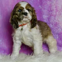 Comet AKC, a male Cocker Spaniel for sale in Warsaw, IN – Photo 6 of 6
