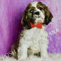 Comet AKC, a male Cocker Spaniel for sale in Warsaw, IN – Photo 2 of 6