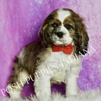 Comet AKC, a male Cocker Spaniel for sale in Warsaw, IN – Photo 5 of 6