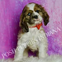 Comet AKC, a male Cocker Spaniel for sale in Warsaw, IN – Photo 4 of 6