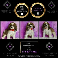 Comet AKC, a male Cocker Spaniel for sale in Warsaw, IN – Photo 3 of 6