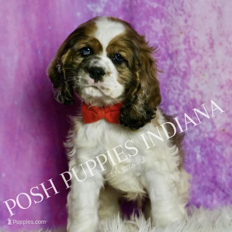 Comet AKC, a male Cocker Spaniel for sale in Warsaw, IN – Photo 1 of 6