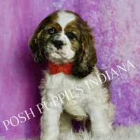 Comet AKC, a male Cocker Spaniel for sale in Warsaw, IN – Photo 1 of 6