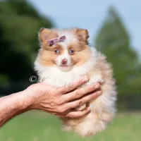 Margo AKC, a female Pomeranian for sale in Warsaw, IN – 7 of 7