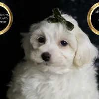Atticus, a male Maltipoo for sale in Warsaw, IN – Photo 3 of 3